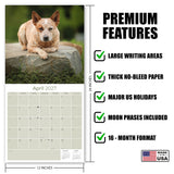 Australian Cattle Dog Wall Calendar 2027 - 12" x 12" 16-Month Intelligent and Resilient Dog Calendar