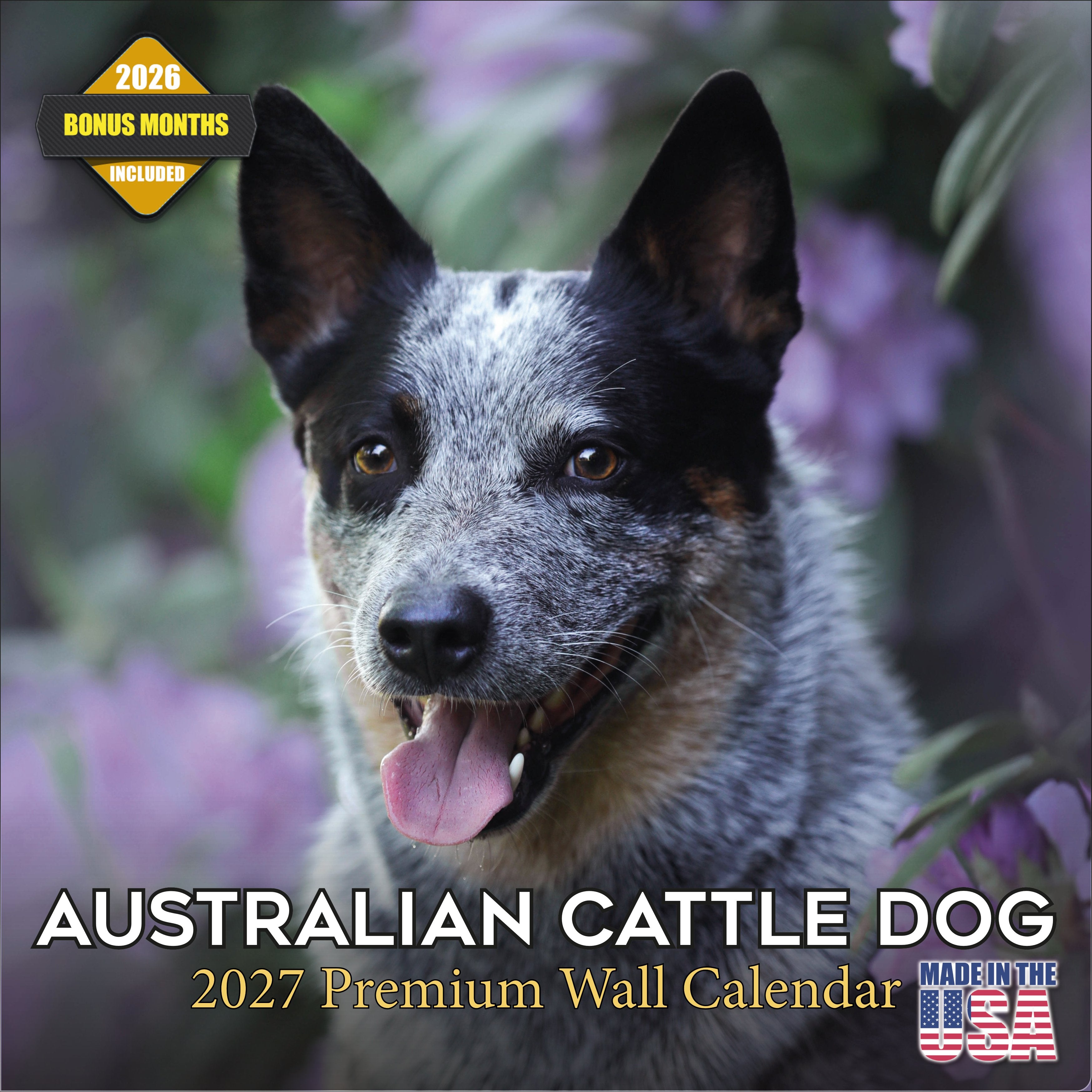 Australian Cattle Dog Wall Calendar 2027 - 12