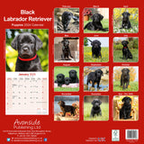Black Labrador Puppies Calendar 2024 by Avonside