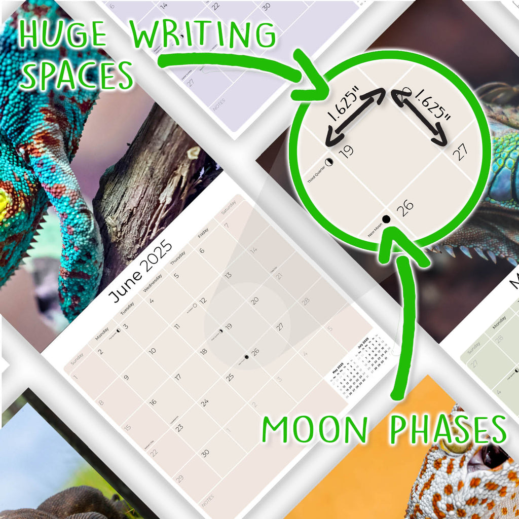 Lizards Wall Calendar 2025