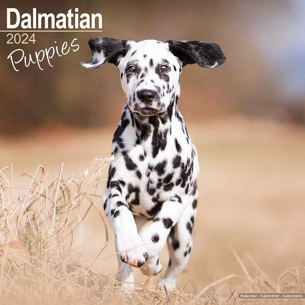 Dalmatian Pups Calendar 2024 by Avonside