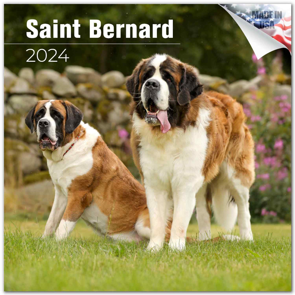 St Bernard Wall Calendar 2024