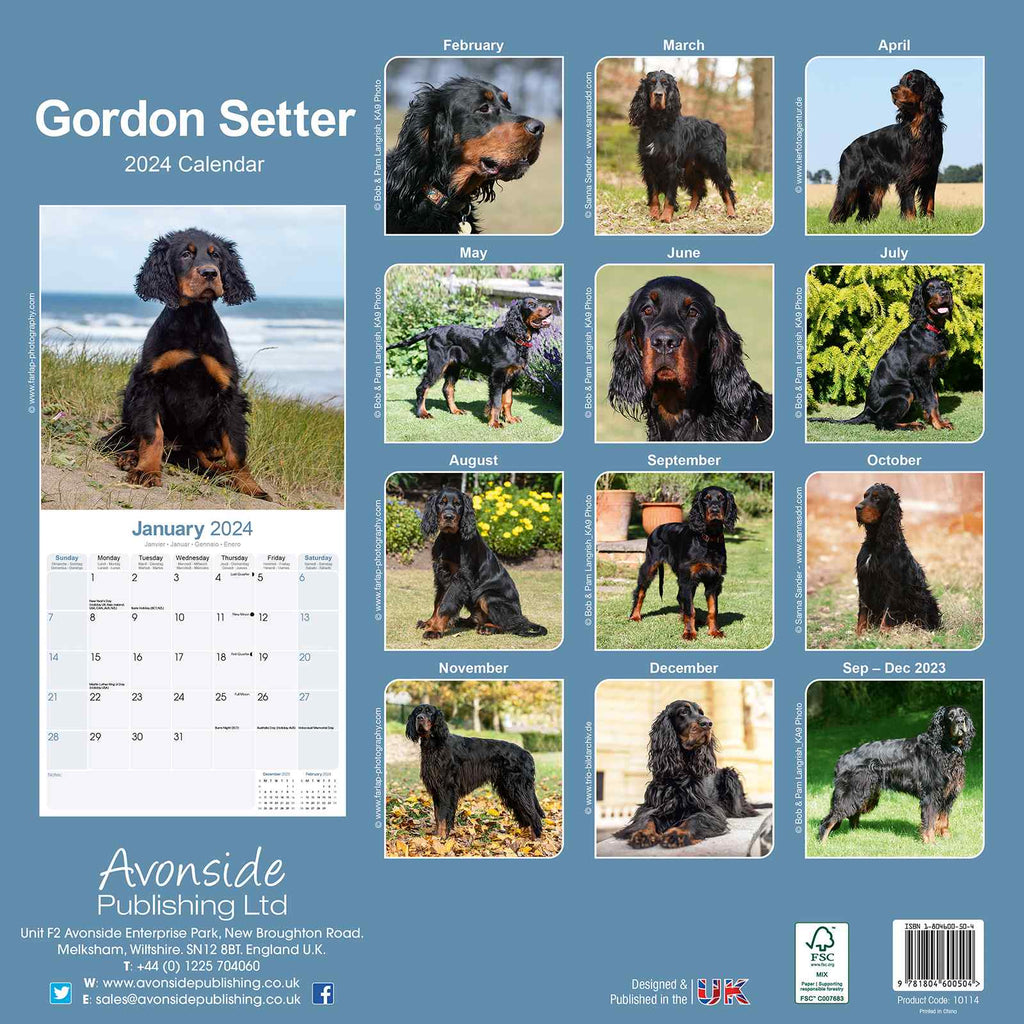 Gordon Setter Calendar 2024 by Avonside
