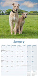 Lurcher Wall Calendar 2024 by Avonside