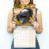 Tibetan Terrier Wall Calendar 2024