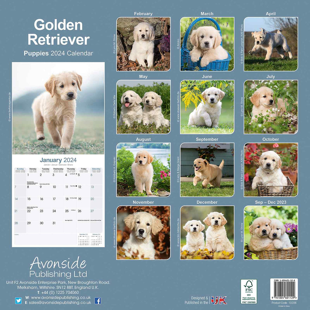 Golden Retriever Pups Calendar 2024 by Avonside