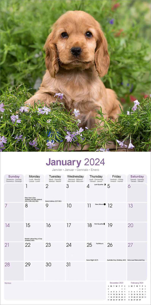 English Cocker Spaniel Calendar 2024 by Avonside