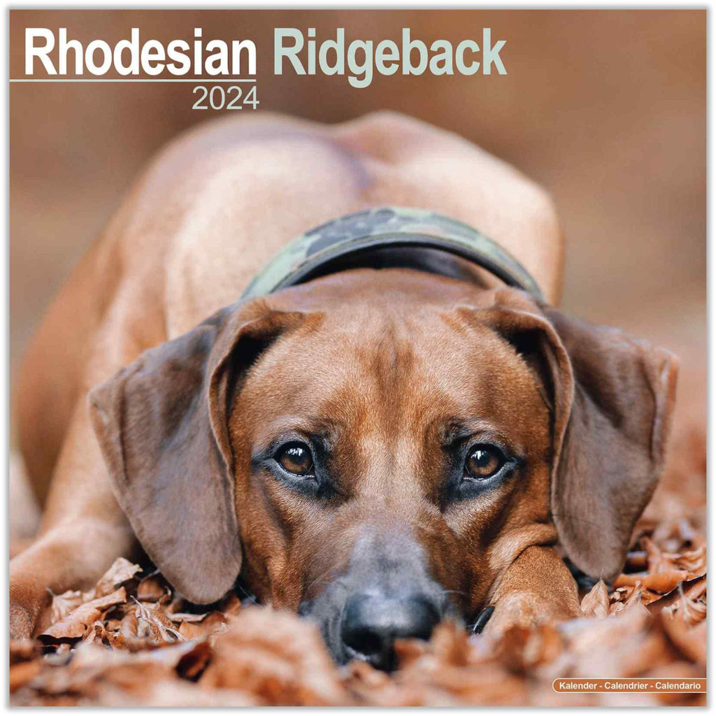 Rhodesian Ridgeback Wall Calendar 2024