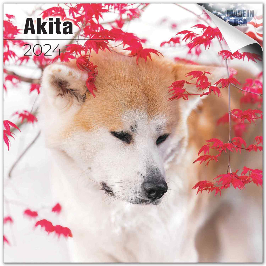 Akita Wall Calendar 2024