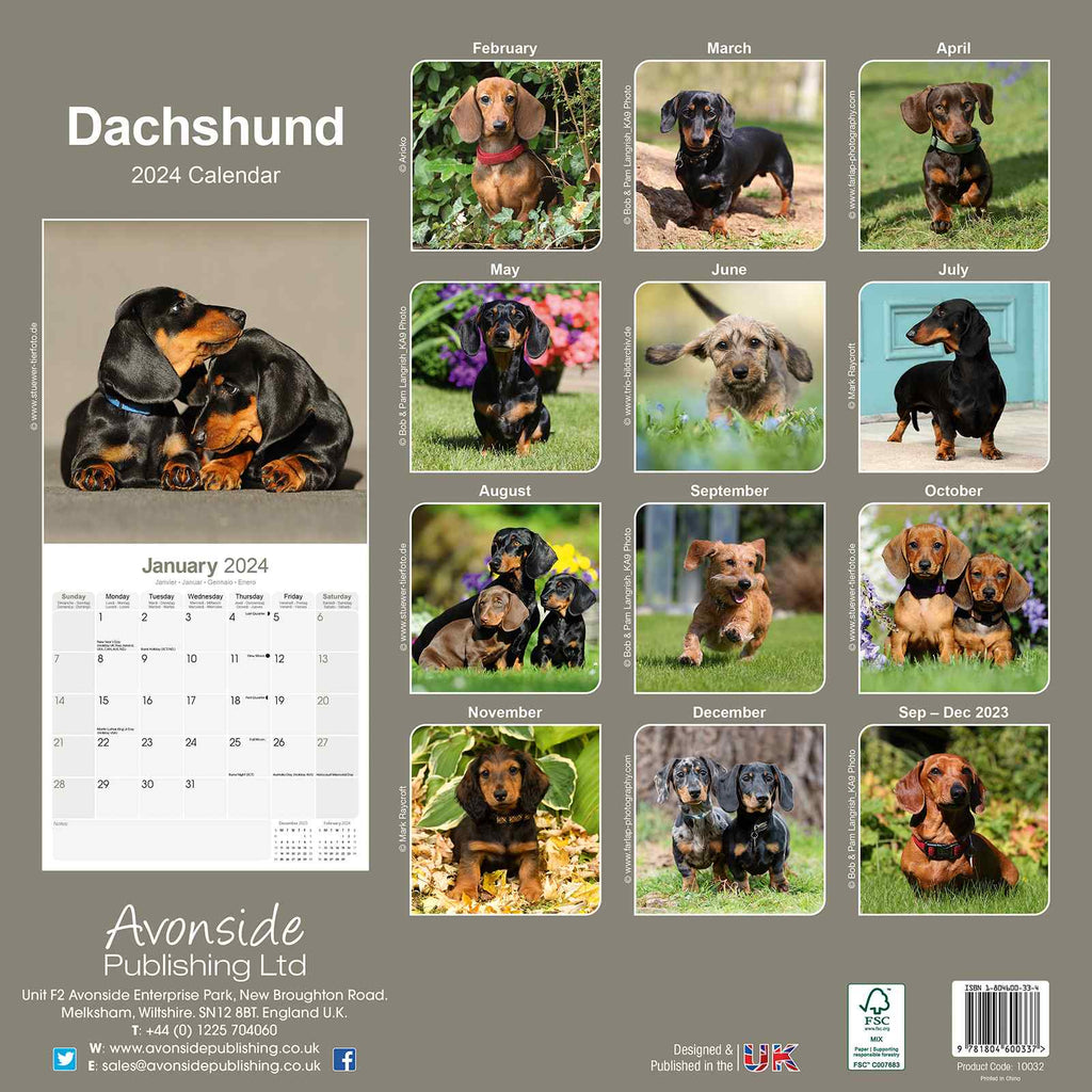 Dachshund Calendar 2024 by Avonside