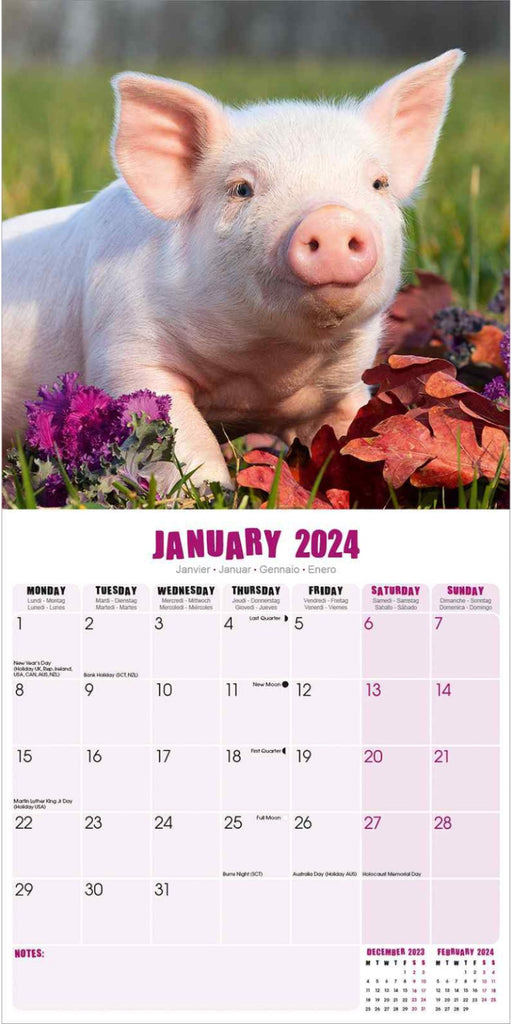 Pigs Wall Calendar 2024