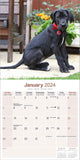 Great Dane Calendar 2024 by Avonside