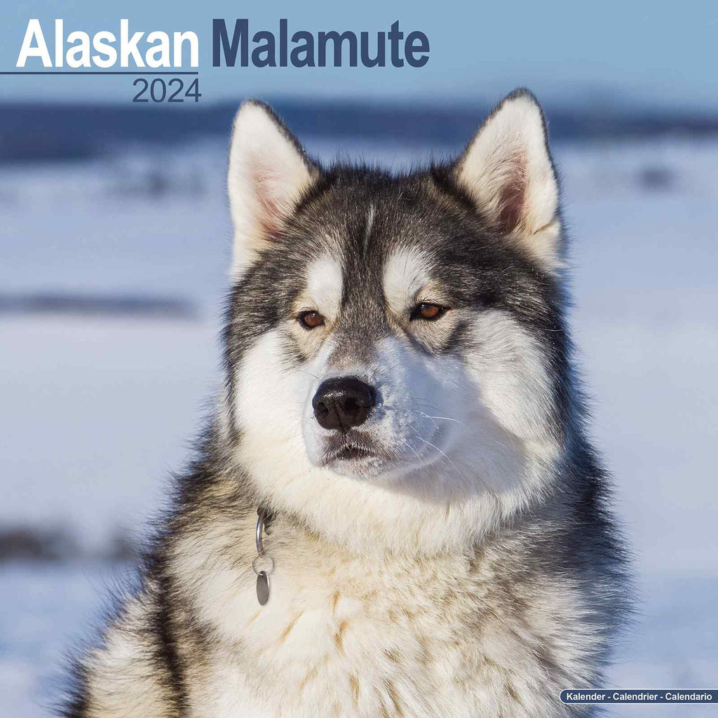 Alaskan Malamute Calendar 2024 by Avonside