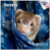 Ferrets Wall Calendar 2024
