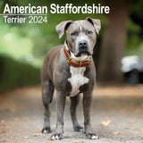 American Staffordshire Terrier Wall Calendar 2024 by Avonside