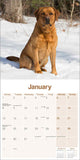 Fox Red Labrador Calendar 2024 by Avonside