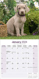 Weimaraner Calendar 2024 by Avonside