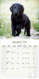 Flatcoated Retriever Calendar 2024 by Avonside
