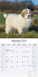 Great Pyrenees Calendar 2024 by Avonside