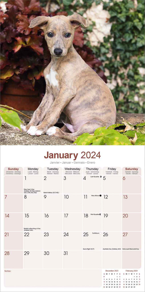 Whippet Calendar 2024 by Avonside