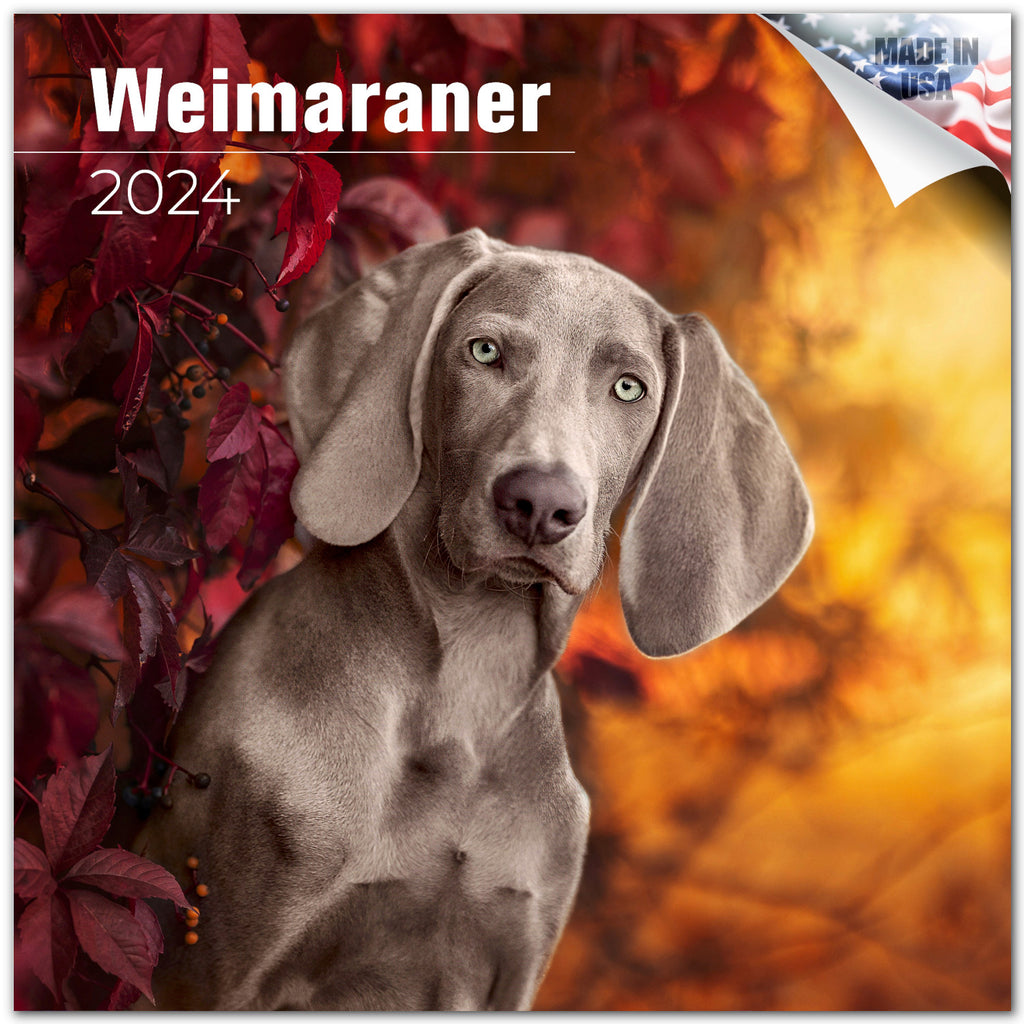 Weimaraner Wall Calendar 2024