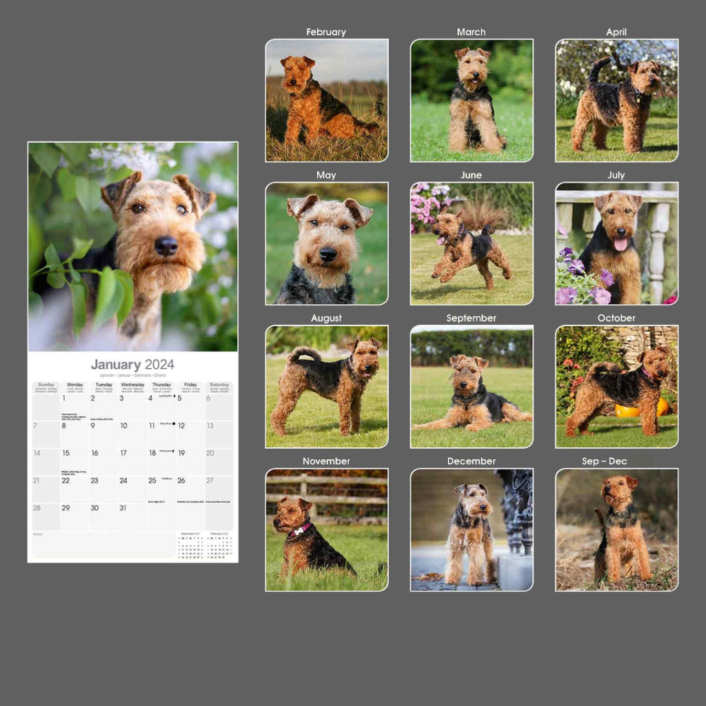 Welsh Terrier Wall Calendar 2024