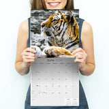 Tigers Wall Calendar 2024