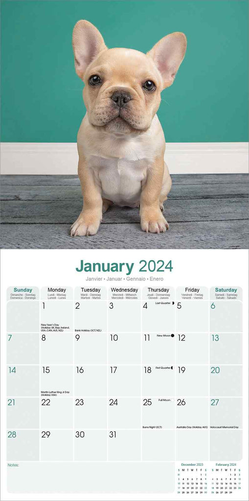 French Bulldog Calendar 2024 by Avonside