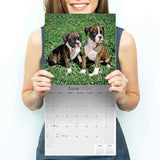 Boxer Puppies Wall Calendar 2024