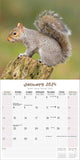 Squirrels Calendar 2024 by Avonside