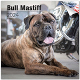 Bull Mastiff Calendar 2024