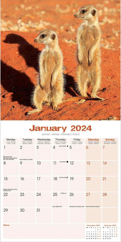Meerkats Wall Calendar 2024