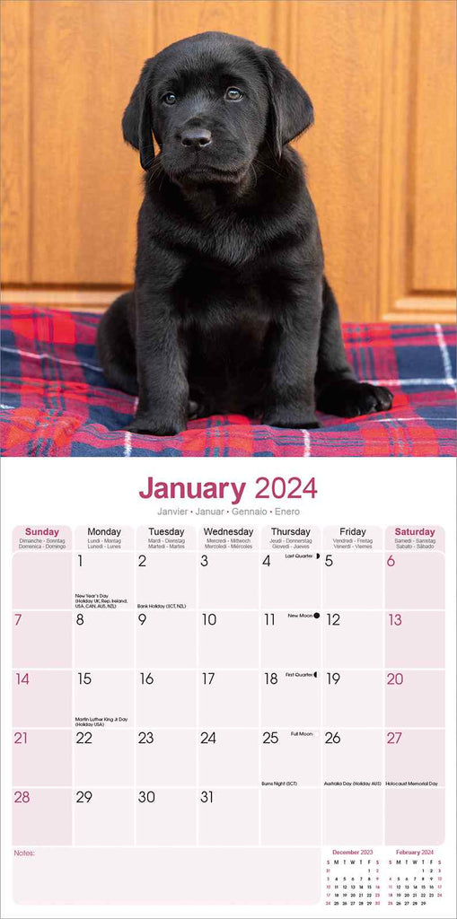 Black Labrador Retriever Calendar 2024 by Avonside