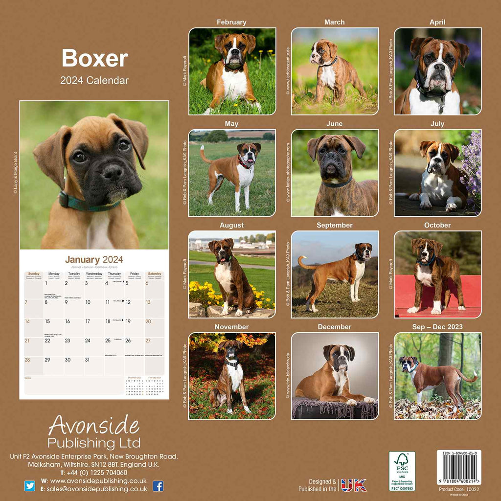 Boxer Calendar 2024 by Avonside