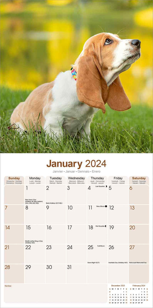 Basset Hound Calendar 2024 by Avonside