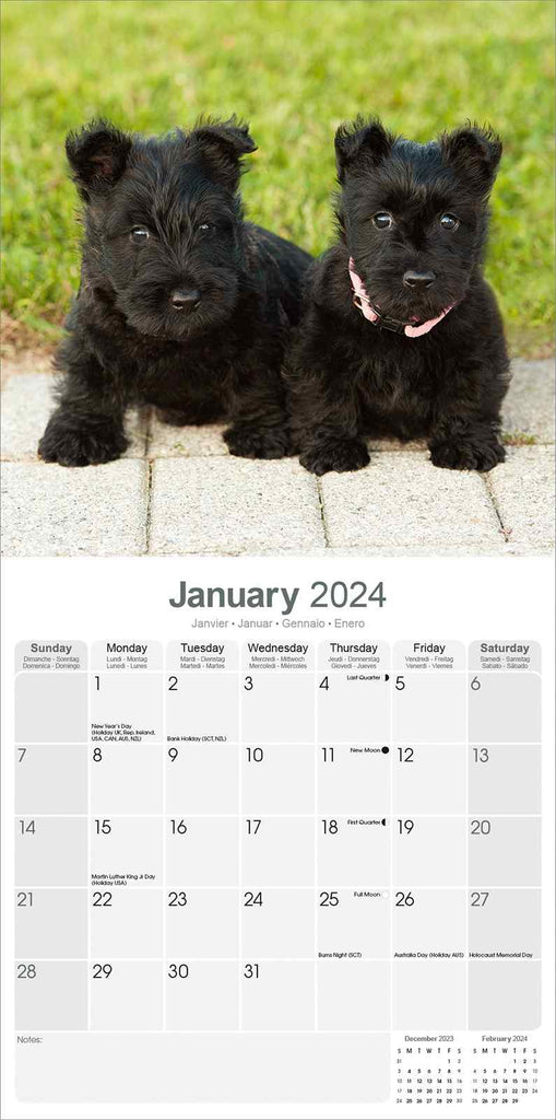 Scottish Terrier Calendar 2024 by Avonside