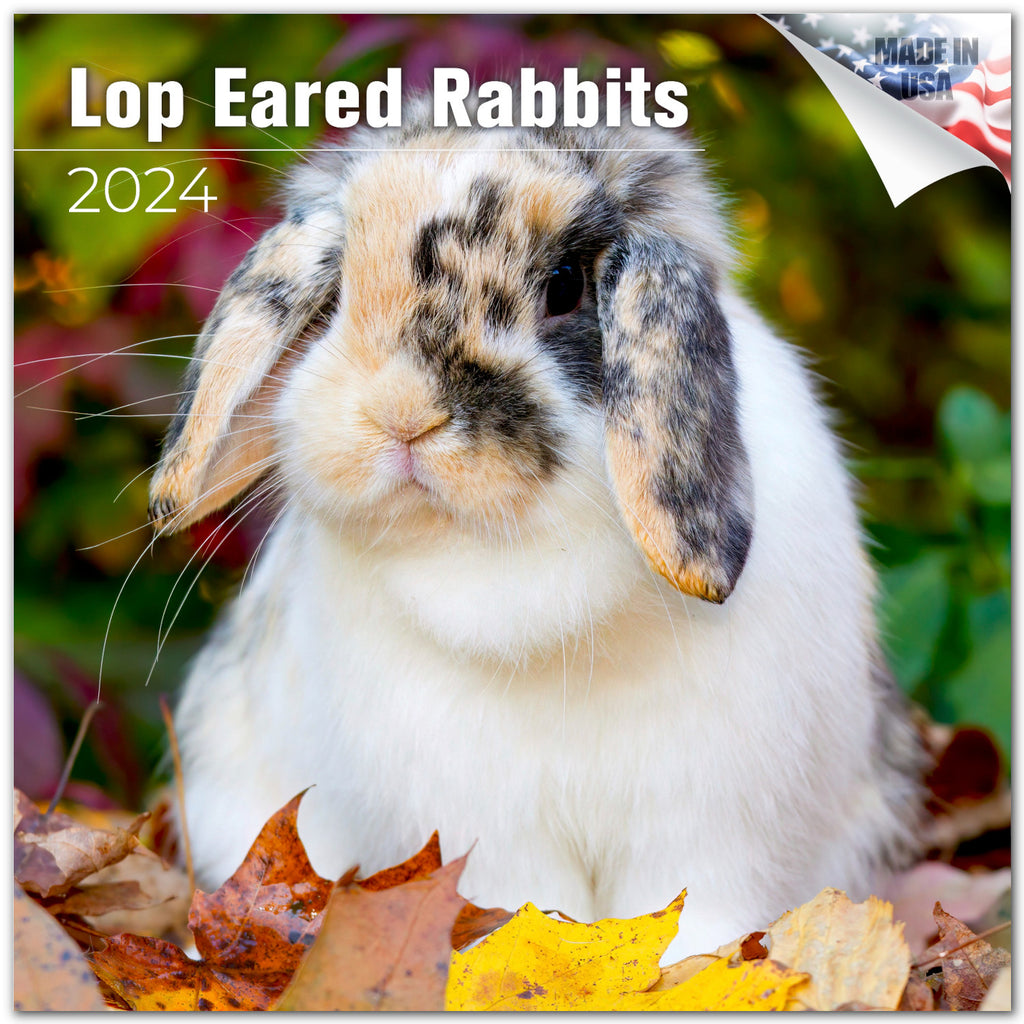 Lop Eared Rabbit Wall Calendar 2024