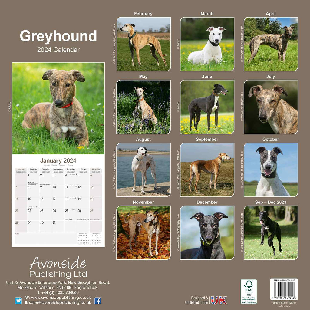 Greyhound Calendar 2024 by Avonside