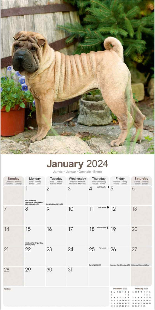 Shar Pei Wall Calendar 2024