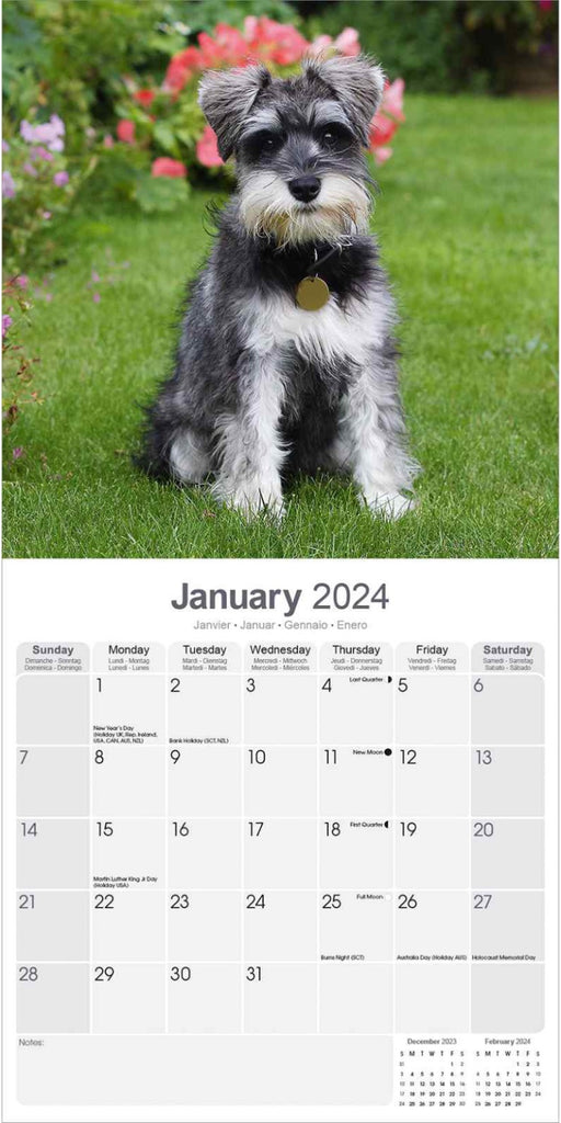 Schnauzer (Euro) Wall Calendar 2024