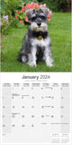 Schnauzer (Euro) Wall Calendar 2024