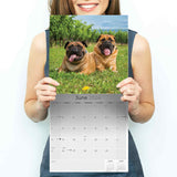 Bull Mastiff Calendar 2024