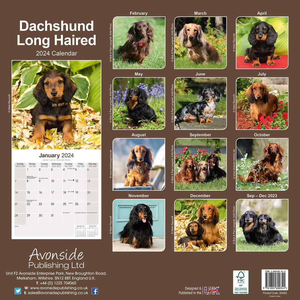 Dachshund Long Haired Calendar 2024 by Avonside