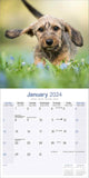 Dachshund - Wirehaired Calendar 2024 by Avonside