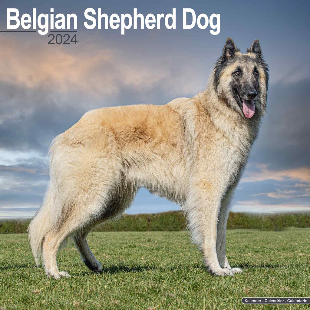 Belgian Shepherd Calendar 2024 by Avonside