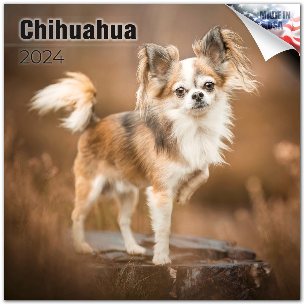 Chihuahua Wall Calendar 2024