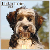 Tibetan Terrier Wall Calendar 2024