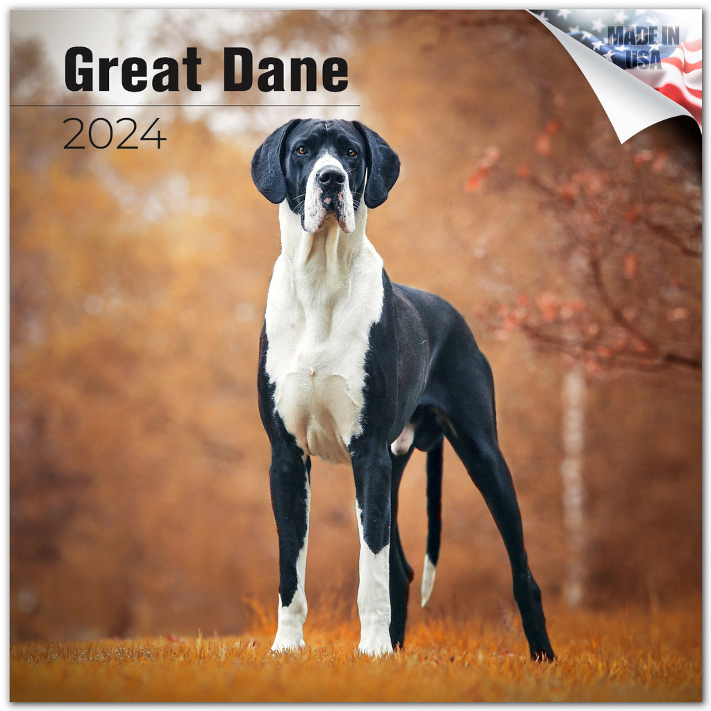 Great Dane Wall Calendar 2024