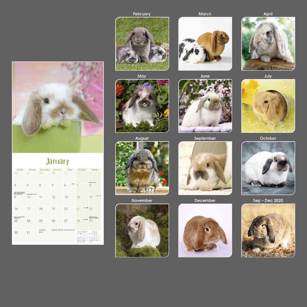 Lop-Eared Rabbits Calendar 2024 by Avonside