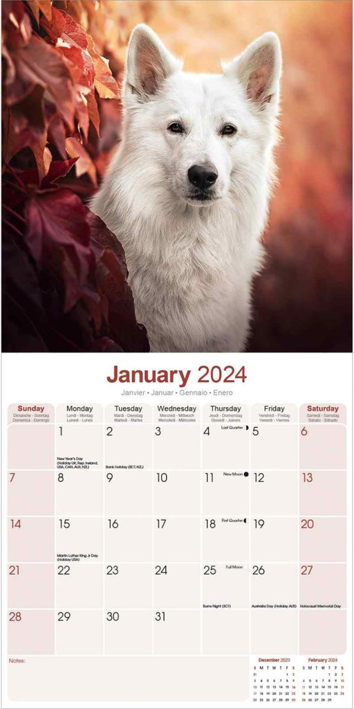 White Shepherd Wall Calendar 2024